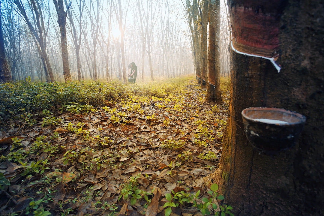 Miniband av klimatsmart naturgummi